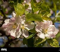 Image result for Bramley 20 Apple Tree Blossom