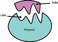 Image result for Enzyme Biology
