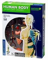 Image result for Human Anatomy Model Kit