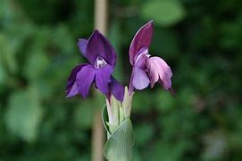 Image result for Roscoea humeana