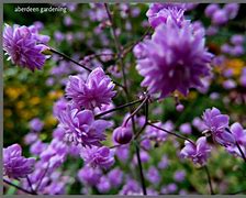 Image result for Thalictrum delavayi Hewitts Double