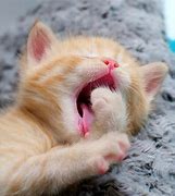 Image result for Yawn Kitty
