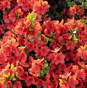 Image result for Rhododendron (AJ) Geisha Orange