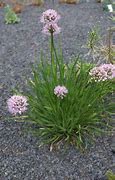 Image result for Allium senescens Lisa Green