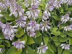 Image result for Hosta Blue Cadet