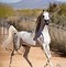 Image result for Purebred Arabian Horse