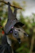 Image result for Cute Bat Animal