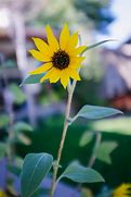 Image result for Fujifilm X100S Sample Pictures