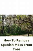 Image result for Spanish Moss Removal