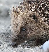 Image result for Ugly Hedgehog