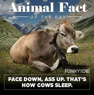 Image result for Animal Facts Meme