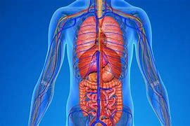 Image result for Science Human Body
