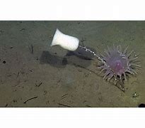 Image result for Sea sponge sneezing