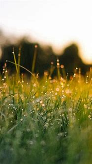 Image result for iPhone Wallpaper Natural Light