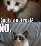 Image result for Grumpy Cat Funny Jokes