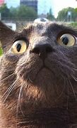 Image result for Fun Cat Photos