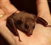 Image result for Bumblebee Bat Plush