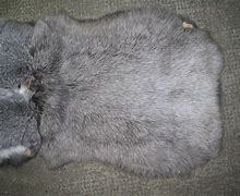Image result for Rabbit Fur iPhone Case