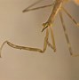 Image result for Water Stick Insect