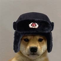 Image result for Dog Wearing Hat PFP
