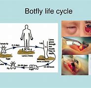 Image result for Stages of Bot Fly