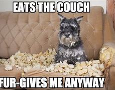 Image result for Puppies Eating Dog Food Meme