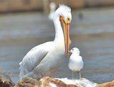 Image result for Bird That Looks Like a Pelican