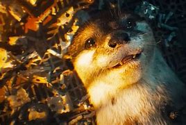 Image result for Guardians of the Galaxy Rabbit