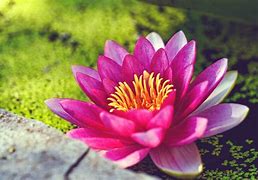 Image result for Water Lilies Flowers