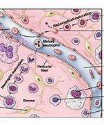 Image result for Extracellular Fluid
