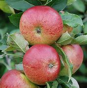 Image result for Dwarf Gala Apple Tree