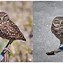 Image result for Burrowing Owl Perch
