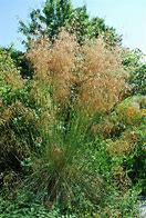 Image result for Stipa gigantea