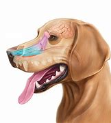 Image result for Dog Nose Anatomy