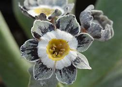 Primula auricula Alois-এর ছবি ফলাফল