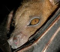 Image result for Short-Nosed Fruit Bat Labled Diagram