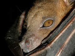 Image result for Lesser Short-Nosed Fruit Bat