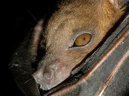 Image result for Fruit Nosed Bat