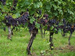 Image result for vines