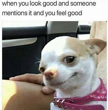 Image result for Cute Chihuahua Meme