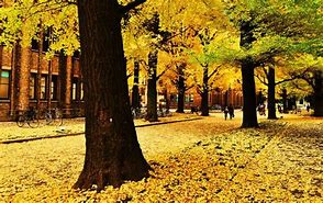 Image result for Tokyo University Story