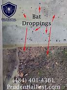 Image result for Bat Droppings Michigan