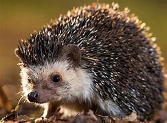 Image result for Somali Hedgehog