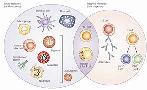Image result for Memory Cells Immune System