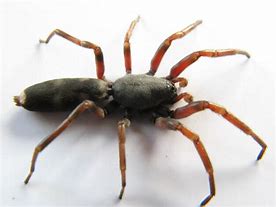 Image result for NZ Spiders Identification Chart