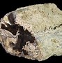 Image result for Petrified Wood Slice