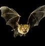 Image result for Animated Bat Clusters
