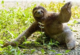 Image result for Sloth Poop