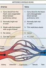 Image result for Difference Between Arteries and Veins