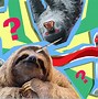 Image result for Crazy Sloth